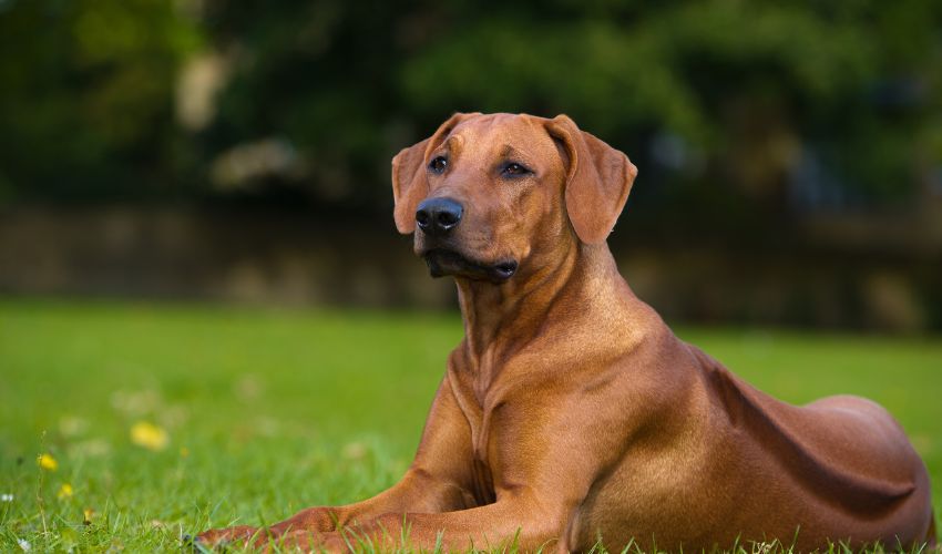 A Complete Guide to Austrian Black and Tan Hound Common Health Problems and Care