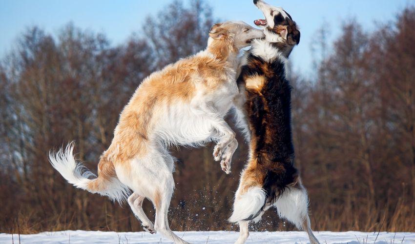 Uncovering the Fascinating Australian Shepherd Dog: Facts, Personality and Traits